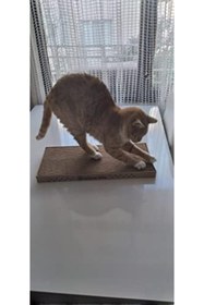 Resim Yıldızan Waowpets Kedi Tırmalama Kartonu - Çift Yönlü Tırmalama Pedi, Oluklu Yatağı, Kedi Otu Hediyeli 12682 