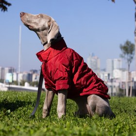 Resim Kırmızı Köpek Montu - 6 
