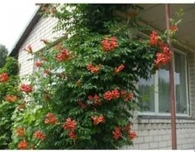 Resim Acem Borusu Sarmaşık (Turuncu Borazan Çiçeği) Fidanı (Tüplü 50-80 Cm) 