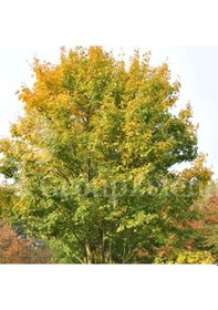 Resim Tüplü Soğuklara Dayanıklı Acer Saccharum Şeker Campestre Fidanı 
