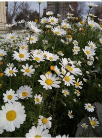 Resim Papatya Çiçeği - Chamomillae Romanae 5 Adet 