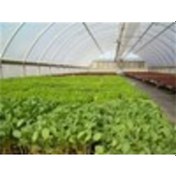 Resim 10m X 5 M 350 Mikron Eva Uv Katkılı 36 Aylık Sera Naylonu Kalın Sera Örtüsü Branda 