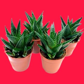 Resim ÇİÇEKFLİX Haworthia Tufni Parlak Yaprak Mini Boy Kaktüs Sukulent 1 Adet 