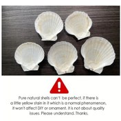 Resim Elmpaly 5 Adet Beyaz Deniz Kabuğu, 2-3 İnç Dıy Boyama Ve Plaj Düğün Dekoru İçin Doğal 