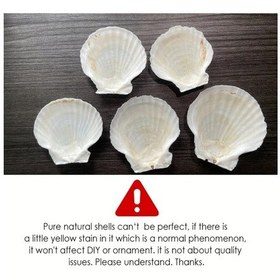 Resim Elmpaly 5 Adet Beyaz Deniz Kabuğu, 2-3 İnç Dıy Boyama Ve Plaj Düğün Dekoru İçin Doğal 