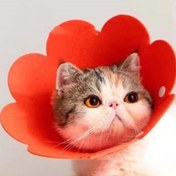 Resim Evcil Hayvan L Boy Keçe Elizabeth Yakalığı 