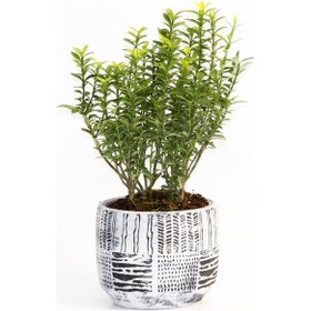 Resim Bonsai Euonymus Microphyllus Arkaik Saksıda - Beyaz 