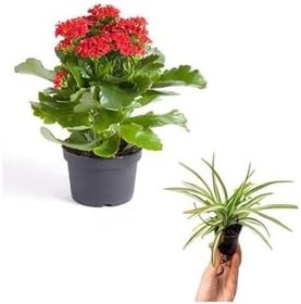 Resim Hediyelik Kırmızı Renk Kalanşo(Kalanchoe) Çiçeği Sevgililer Gününe Özel Kurdele Çiçeği Hediyeli, SRD30012025BYB789 