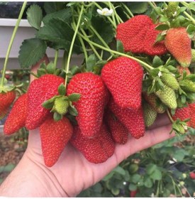 Resim Çilek Fidesi 100adet Salkım Çilek Yediveren Çilek Fidanı Açık Kök 