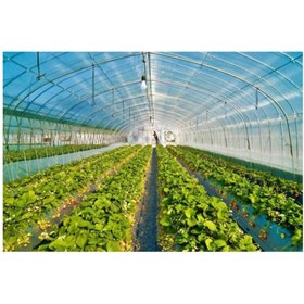 Resim Emek Mikron Eva Uv Katkılı 36 Aylık Sera Naylonu Kalın Sera Örtüsü Branda 6 M X 17 M 350 