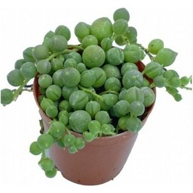 Resim Tesbih Çiçeği İnci Tanesi Senecio Rowleyanus 