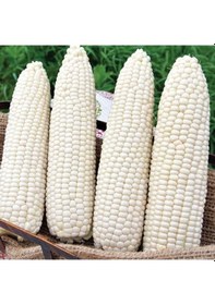 Resim Doğal Geleneksel Hickory King White Beyaz Süt Mısırı Tohumu 5 Tohum 