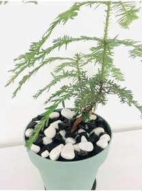 Resim Asenya Renkli Çakıl Taşı 8 Kg 1-2 Cm Siyah Beyaz Saksı Dibi Taşı Teraryum Vazo Dibi Dekoratif Dolomit Taş 