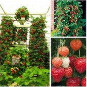 Resim Ada Tarım 28 Adet Yediveren Çilek Fidesi Çilek Fidanı Açık Kök 