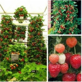 Resim Ada Tarım 28 Adet Yediveren Çilek Fidesi Çilek Fidanı Açık Kök 