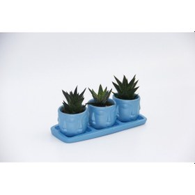 Resim TRİO MAVİ ADLER SUKULENT SETİ - Haworthia Limifolia, Pumila 