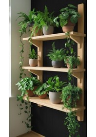Resim Doğal Çam Masif Ahşap 3 Katlı Duvar Rafı - 80x50 Cm Mutfak Banyo Çiçeklik Kitaplık Raf Bej 