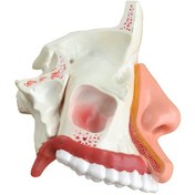 Resim Burun Boşluğu Modeli Gerçek Boyutun 1 2 Katı Gerçekçi Renkler 