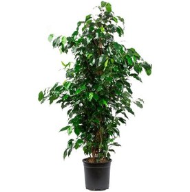 Resim Ficus Benjamin - Salon - Ofis Bitkisi 