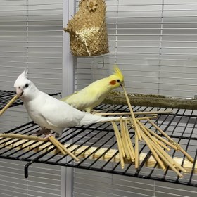 Resim 1 paket 200 adet doğal buğday samanı kuş çiğneme oyuncağı, evcil hayvan çiğneme oyuncakları, tüm kuşlar için can sıkıntısı giderici oyun malzemeleri 