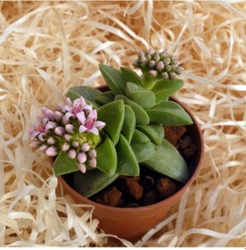 Resim Crassula Springtime - 50 Adet Sukulent - Teraryum Bitkisi 