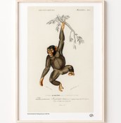 Resim Şempanze, Poster 
