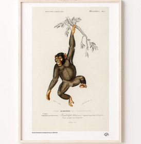 Resim Şempanze, Poster 