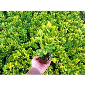 Resim Gold Taflan 45 Adet - Sarı Çit Bitkisi 