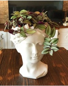 Resim Çok Avantajlı Telgraf Çiçeği Askılı Saksı Tradescantia Zebrina Çiçeği 