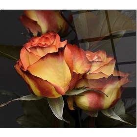 Resim Olinpa Cam Ocak Arkası Koruyucu | Gül Model 