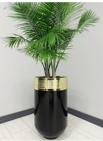 Resim Elegant Dekoratif Gold Darbuka Parlak Siyah Saksı 70cm 