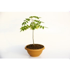 Resim Bonsai Mor Salkım Fidanı 