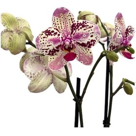 Resim Phalaenopsis 'frontera' Pembe Orkide Ø12 Cm 45-50 Cm 