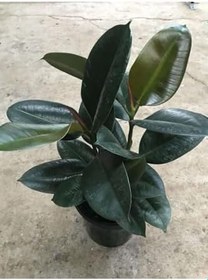 Resim Mini Boy Kauçuk Fidanı 2'li Dikim 20-45Cm Saksılı Salon Çiçeği(Ficus Elastica), GDB15112024NA17 