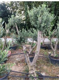 Resim Saksıda 20-25 Yaş Gemlik Zeytin Ağacı Boy 170-200 Cm 