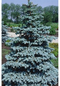 Resim Aşılı Mavi Ladin Fidanı 125 cm 