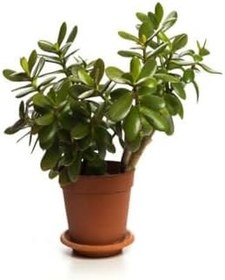 Resim Avantajlı Sevgililer Gününe Özel Parlak Yapraklı Para Çiçeği Kurdele Çiçeği 