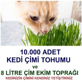 Resim 10.000 Adet Kedi Çimi Tohumu Ve 8 Litre Kedi Çimi Ekim Torfu 
