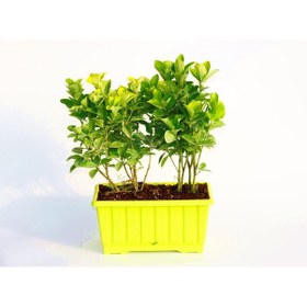 Resim Gold Taflan 2 Adet - Sarı Dekoratif Saksıda 6lı Dikim 5858 