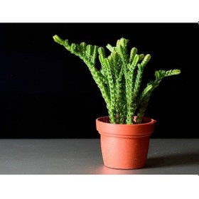 Resim Prenses Çamı - Crassula Muscosa 5 Adet 