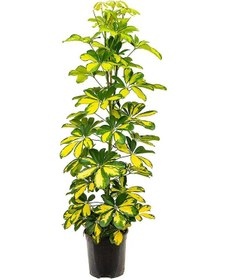Resim Şeflera( Alacalı ) – Şemsiye Ağacı 60-80 cm 