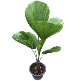 Resim Licuala Grandis (Yelpaze Palmiyesi) Ø17 CM Y60-70 CM 