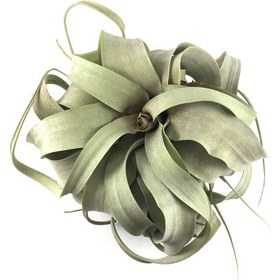 Resim Tillandsia Xerographica (Hava Bitkisi) 