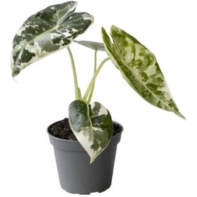 Resim Alocasia Frydek 'Variegata' (Fil Kulağı) 