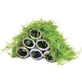 Resim Karides Yuvası Ve Üretim Tüpü 6 Lı 1 Ad 10 Cm 