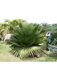 Resim Copernicia Macroglossa Palmiye Tohum 2 Adet Tohum Tayland'dan 