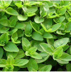 Resim Mercanköşk Origanum Majorana Tohumu 200 Tohum 