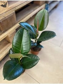 Resim Hediyelik Mini Boy Kauçuk Çiçeği Canlı Yapraklı 20-45Cm (Ficus Elastica), SRD1322025BYB03 