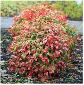 Resim Cennet Bambusu 5 Adet - Nandina Domestica 