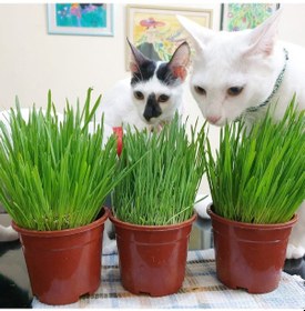 Resim Kedi Çimi 12 cm'lik Saksıda 10 Adet 